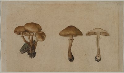 きのこ 作： Georg Wilhelm Baurenfeind