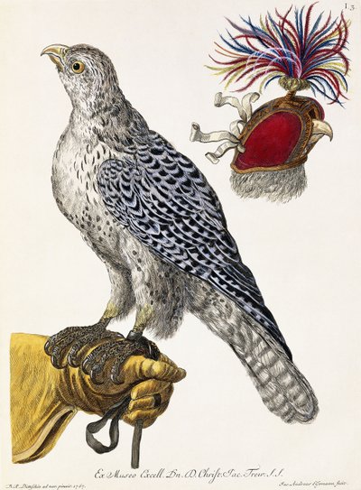 鷹狩り、プレート3、「Nature delights：Select」、1771年 作： Georg Wolfgang Knorr