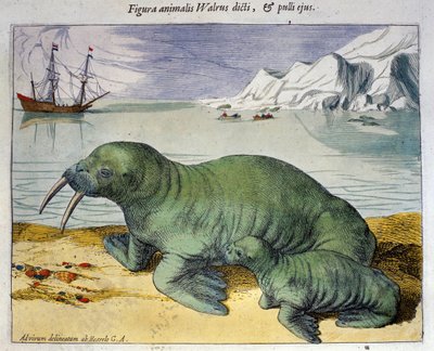 極地の動物であるセイウチを表現したもの。1590年アムステルダム、ブラウン＆ホーゲンベルグのアトラスからのエングレーヴィング 作： Georg Braun and Hogenberg Franz