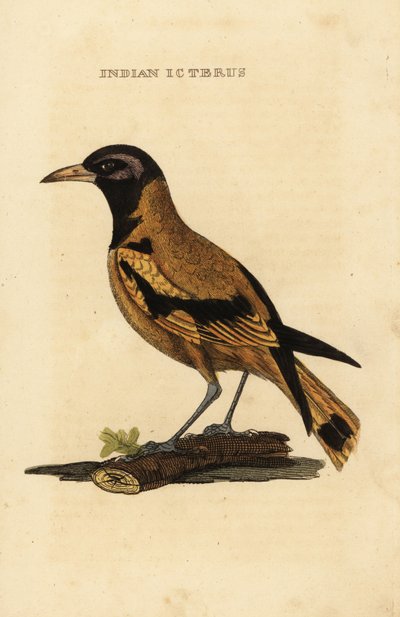 オーデュボンのオリオールまたは黒頭のオリオール、Icterus graduacauda 作： George (after) Edwards