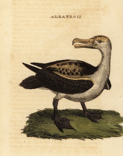 黒眉のアホウドリ、Thalassarche melanophris 作： George (after) Edwards