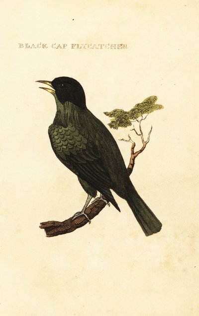 ブラックキャップブルブル（Pycnonotus melanicterus 作： George (after) Edwards