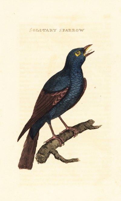 アオイイロツグミ、Monticola solitarius 作： George (after) Edwards