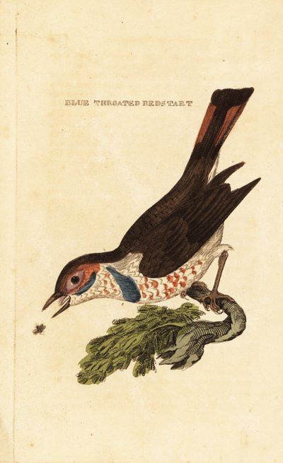ブルースロート、Luscinia svecica 作： George (after) Edwards