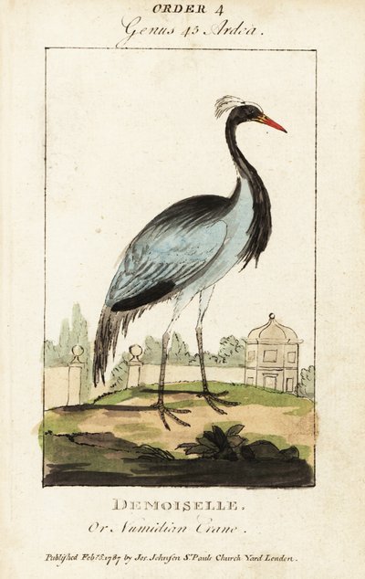 ドゥモワゼルまたはヌマヅル、Grus virgo 作： George (after) Edwards