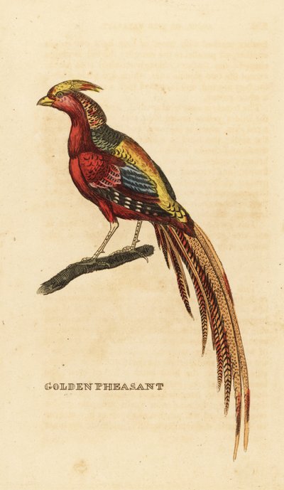金色のキジ、Chrysolophus pictus 作： George (after) Edwards