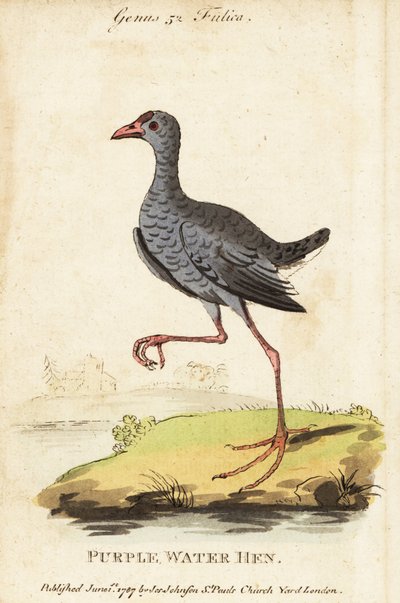 グレイヘッド・スワンプ（Porphyrio poliocephalus 作： George (after) Edwards