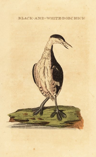 ツノメドリ、若、Podiceps auritus 作： George (after) Edwards