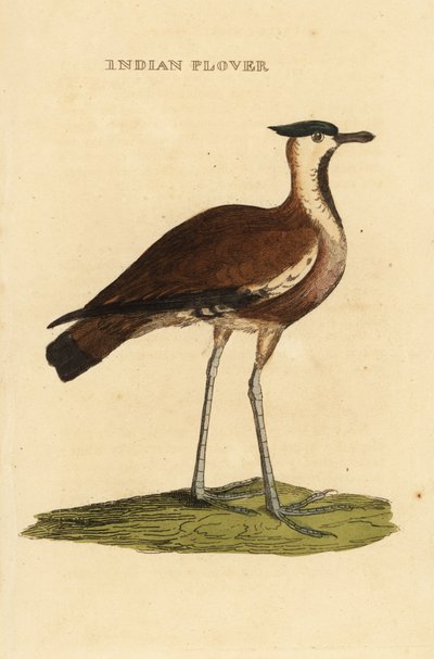 Northern lapwing, Vanellus vanellus 作： George (after) Edwards