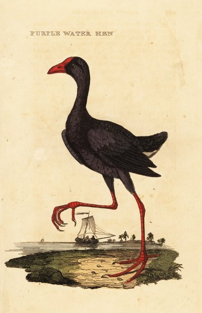 パープルスワムフェン（Porphyrio porphyrio 作： George (after) Edwards