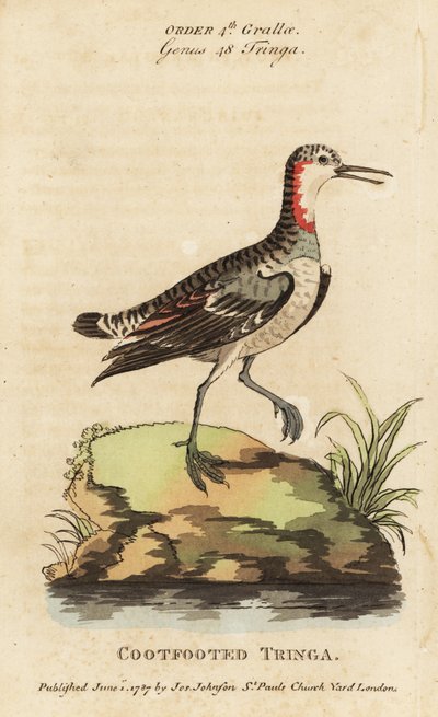 レッドネック・ファラロペ（Phalaropus lobatus）（Coot-footed tringa, Tringa rufra canadensis 作： George (after) Edwards
