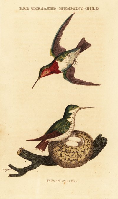 Ruby-throated hummingbird, Archilochus colubris 作： George (after) Edwards