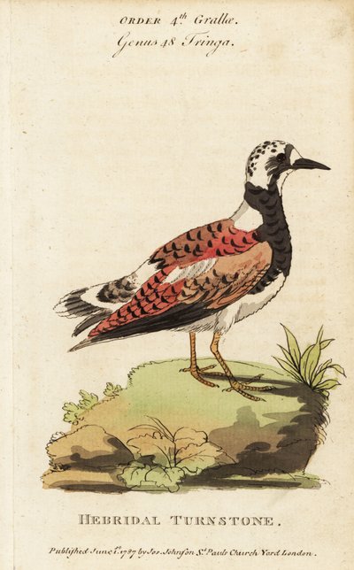 Ruddy turnstone, Arenaria interpres 作： George (after) Edwards