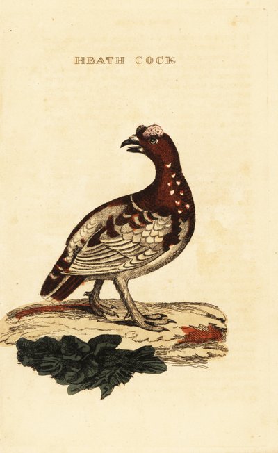トウヒライチョウ（Falcipennis canadensis canace 作： George (after) Edwards