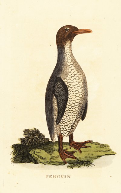 未知の種のペンギン 作： George (after) Edwards