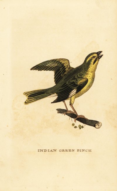 ミヤマシジミ（Chloris spinoides 作： George (after) Edwards