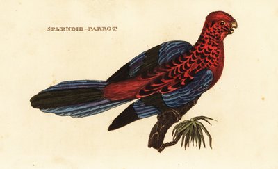 クリムゾン・ロゼラ、Platycercus elegans 作： George (after) Shaw