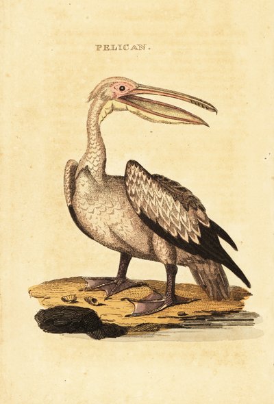グレートホワイトペリカン、Pelecanus onocrotalus 作： George (after) Shaw