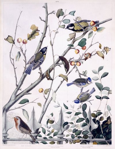 赤胸（ロビン）、シジュウカラ（雄と雌）、青シジュウカラ（雄と雌）、1841年頃（手描きの彫刻） 作： George (after) Shield