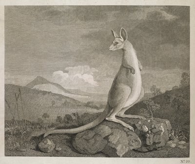 カンガルーと呼ばれるニューホランドの海岸で発見された動物 作： George (after) Stubbs