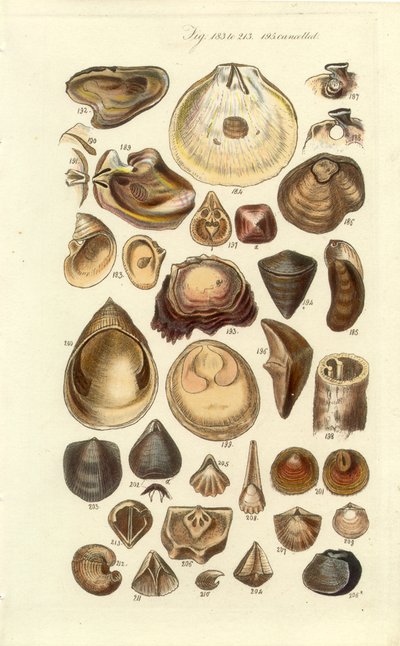 Conchological Manual Plate 11. カキおよびその他の貝殻 作： George B. Sowerby