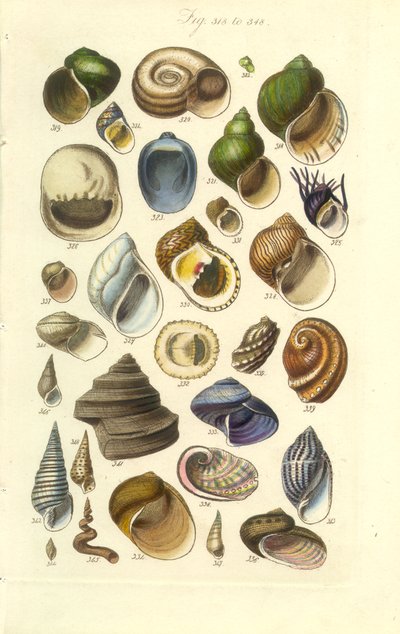 Conchological Manual Plate 15.アワビの貝殻をはじめとするカラフルな貝殻 作： George B. Sowerby