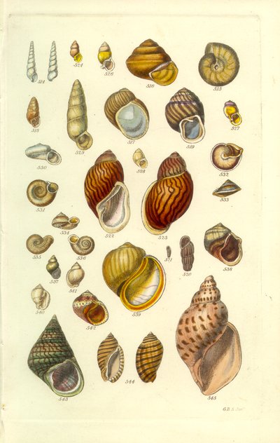 Conchological Manual Plate 25. カラフルな陸貝 作： George B. Sowerby