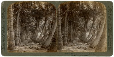 ココヤシの木の大通り、フロリダ、米国、1891年。 作： George Barker