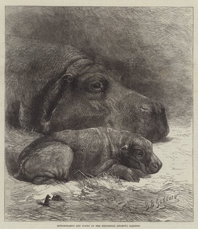 動物学協会の庭園でのカバとヤング 作： George Bouverie Goddard
