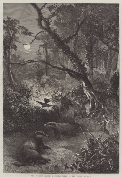 アナグマの出没、森の夏の夜 作： George Bouverie Goddard