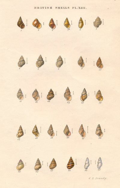 ブリティッシュシェル、c1859。 作： George Brettingham Sowerby
