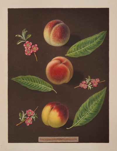 チャンセラー、キャサリンとオールドニューイントンの桃（カラーリトグラフ 作： George Brookshaw