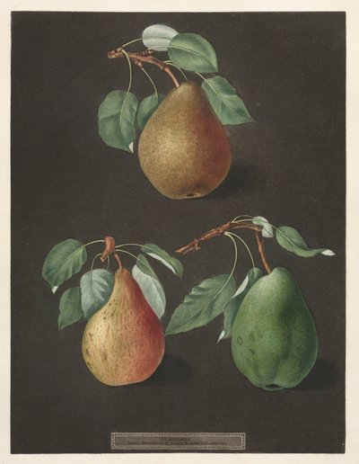 ポモナブリタニカ：No.82-梨、1807。 作： George Brookshaw
