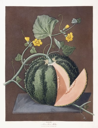 シルバーロックメロン、1812 作： George Brookshaw