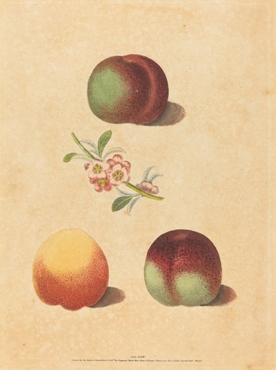 三桃 作： George Brookshaw