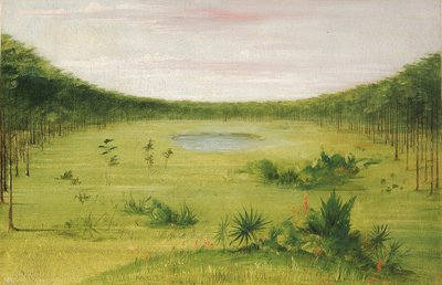 フロリダの松林に広がる美しいサバンナ 作： George Catlin