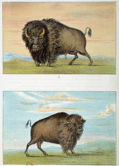 バイソンのオスとメス、アメリカジョージ・キャトリン（1794-1872）のイラスト 作： George Catlin