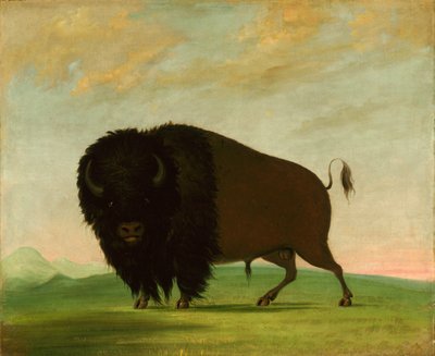 バッファロー・ブル、大草原での放牧 作： George Catlin