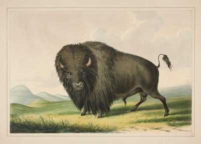 バッファローブル放牧、pl。 北米インディアンのポートフォリオから2人 作： George Catlin