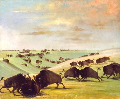 ランニングシーズンに戦うバッファローブルズ、アッパーミズーリ、1837-1839年。 作： George Catlin