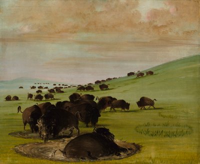 バッファローの雄牛、1837-1839年。 作： George Catlin
