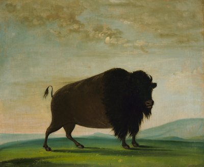 バッファロー牛、大草原での放牧 作： George Catlin