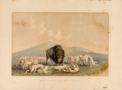 バッファロー・ハント、バッファロー・ブルを襲うホワイト・ウルフ--No.10 作： George Catlin