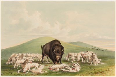 バッファロー・ハント、バッファロー・ブルを襲うホワイト・ウルフ 作： George Catlin
