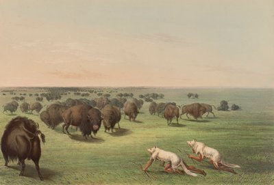 バッファローハント、ウルフスキン付き、pl。 北米インディアンのポートフォリオから13人 作： George Catlin