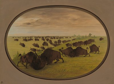 ブルズファイティング、18611869。 作： George Catlin