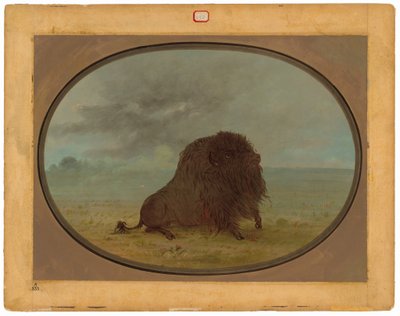瀕死のバッファローブル 作： George Catlin