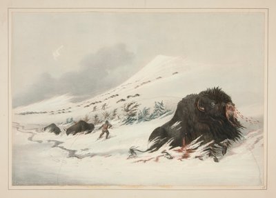 瀕死のバッファロー・ブル、スノー・ドリフト、pl。 北米インディアンのポートフォリオから17人 作： George Catlin