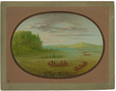 ワイルド ライスの収穫 - ウィネベーゴ 作： George Catlin