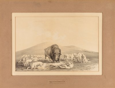 オールド・バッファローを襲うホワイト・ウルフ--その10 作： George Catlin